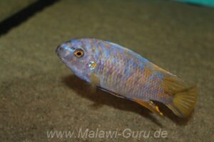 Labeotropheus fuelleborni 'Mbenji'